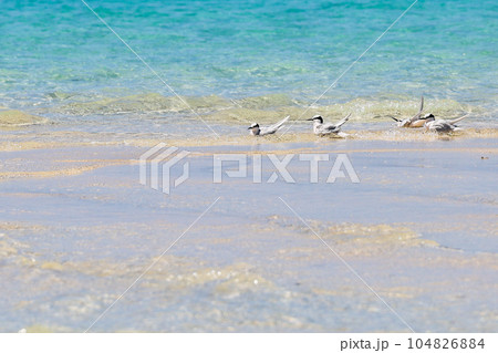 沖縄県宮古島 島の夏 アジサシ 沖縄県宮古島 島の夏 アジサシ 104826884