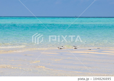 沖縄県宮古島 島の夏 アジサシ 沖縄県宮古島 島の夏 アジサシ 104826895