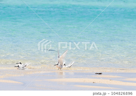 沖縄県宮古島 島の夏 アジサシ 沖縄県宮古島 島の夏 アジサシ 104826896