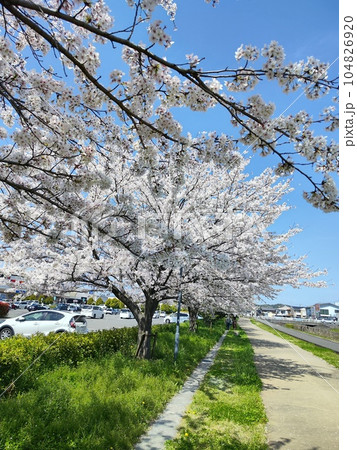 みんなの笑顔が集う、糸貫川沿いの桜並木 104826920