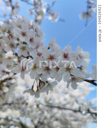 みんなの笑顔が集う、糸貫川沿いの桜並木 みんなの笑顔が集う、糸貫川沿いの桜並木 104826921