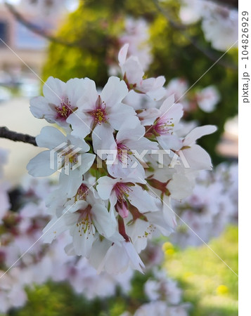 みんなの笑顔が集う、糸貫川沿いの桜並木 みんなの笑顔が集う、糸貫川沿いの桜並木 104826929