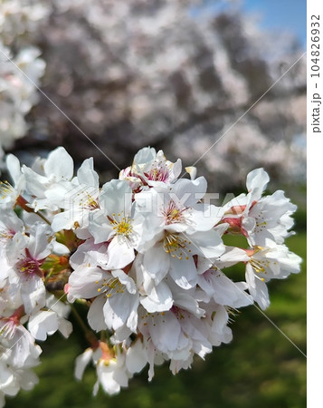 みんなの笑顔が集う、糸貫川沿いの桜並木 104826932