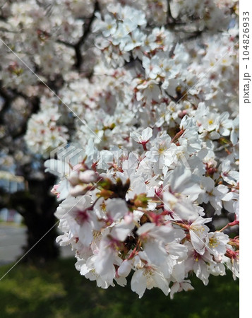 みんなの笑顔が集う、糸貫川沿いの桜並木 みんなの笑顔が集う、糸貫川沿いの桜並木 104826933