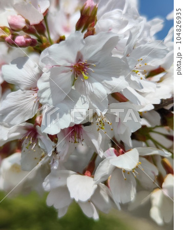 みんなの笑顔が集う、糸貫川沿いの桜並木 みんなの笑顔が集う、糸貫川沿いの桜並木 104826935