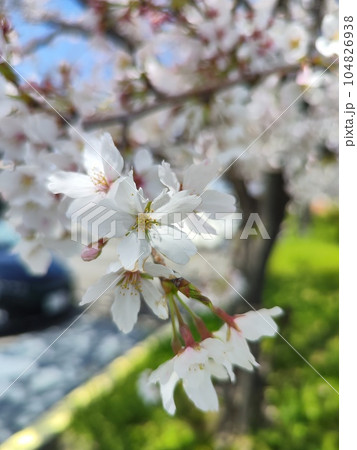 みんなの笑顔が集う、糸貫川沿いの桜並木 104826938
