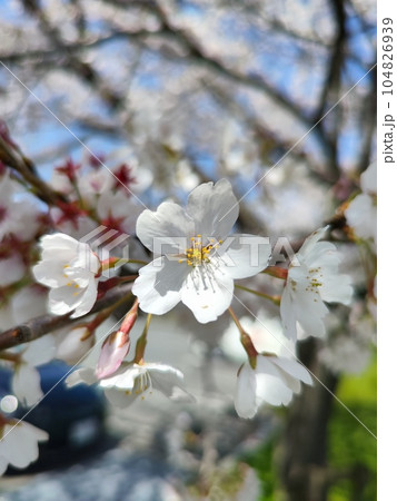 みんなの笑顔が集う、糸貫川沿いの桜並木 104826939