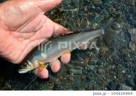 遡上ものらしい綺麗なアユが釣れた 遡上ものらしい綺麗なアユが釣れた 104826964