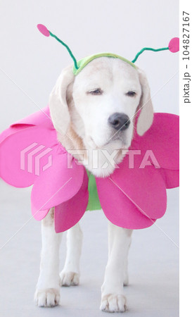 コスプレするビーグル犬 104827167