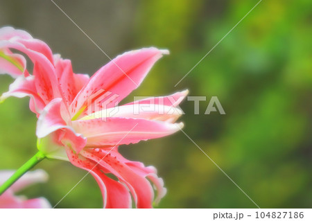 美しいピンクの八重咲きの百合の花 美しいピンクの八重咲きの百合の花 104827186