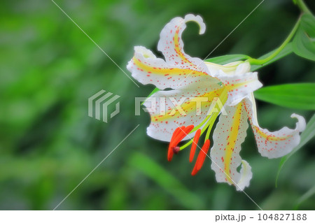 森林公園に咲く大輪の山百合 104827188