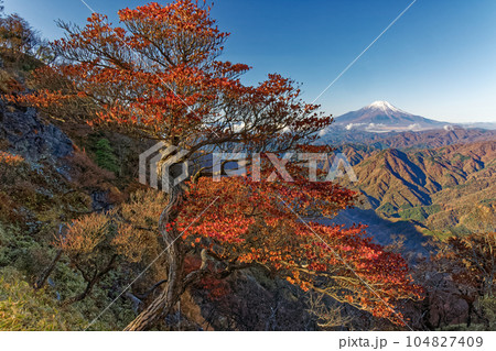 紅葉の丹沢山地・檜洞丸稜線から見る冠雪した富士山 紅葉の丹沢山地・檜洞丸稜線から見る冠雪した富士山 104827409