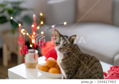 Cat prepare Chinese New Year Celebrations at home. cute domestic shorthair cat putting traditional pendant to the Chinese Lunar New Year for good luck. Chinese word means blessing 104827463