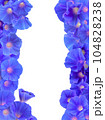 青い朝顔の花のフレーム素材 104828238