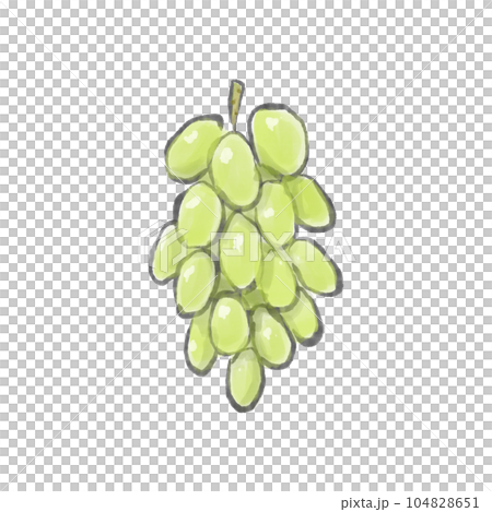 Watercolor illustration of fresh and delicious grapes / Muscat 104828651