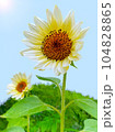 太陽に向かって咲くひまわり 104828865