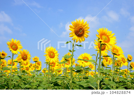 ひまわり 104828874