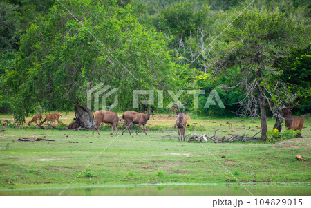 Herd of Sambur deer and spotted deer grazing together in the grassland of Yala national park. Herd of Sambur deer and spotted deer grazing together in the grassland of Yala national park. 104829015