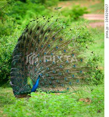 The courtship display of elegant male peacock, iridescent colorful tail feather pattern side view, Beautiful dance of male Indian peafowl at Yala national park, Sri Lanka. The courtship display of elegant male peacock, iridescent colorful tail feather pattern side view, Beautiful dance of male Indian peafowl at Yala national park, Sri Lanka. 104829027