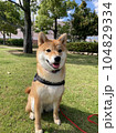 公園で遊ぶ柴犬 104829334