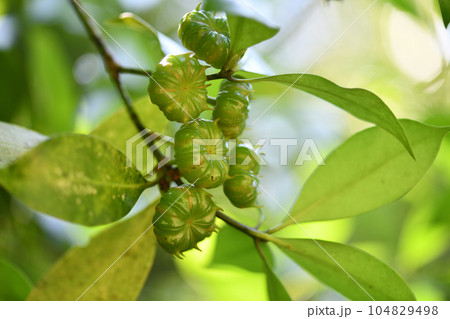 シキミ（樒）の果実 104829498