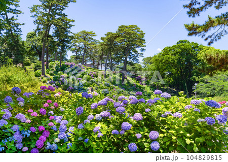神奈川県小田原市　小田原城のあじさい 104829815