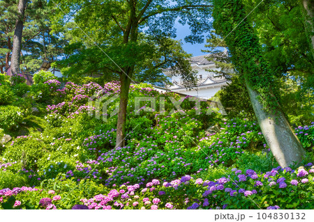 神奈川県小田原市　小田原城のあじさい 104830132