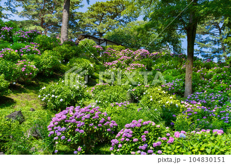 神奈川県小田原市　小田原城のあじさい 104830151
