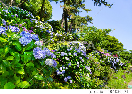 神奈川県小田原市　小田原城のあじさい 104830171