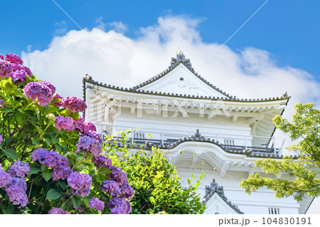 神奈川県小田原市 小田原城のあじさい 神奈川県小田原市 小田原城のあじさい 104830191