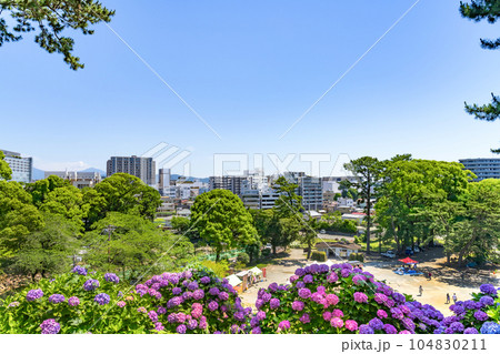 神奈川県小田原市　小田原城のあじさい 104830211
