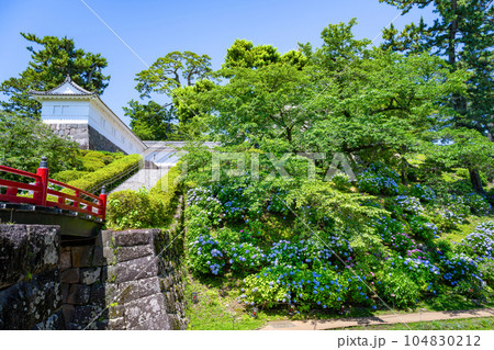神奈川県小田原市　小田原城のあじさい 104830212