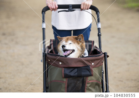 ペットカートに乗って散歩する犬 ペットカートに乗って散歩する犬 104830555