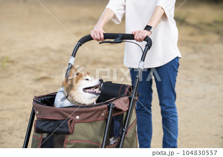 ペットカートに乗って散歩する犬 ペットカートに乗って散歩する犬 104830557