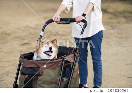 ペットカートに乗って散歩する犬 ペットカートに乗って散歩する犬 104830562