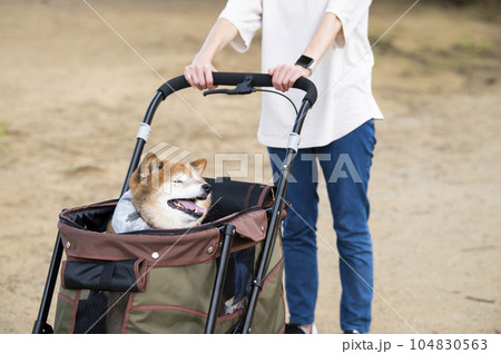 ペットカートに乗って散歩する犬 ペットカートに乗って散歩する犬 104830563