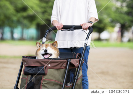 ペットカートに乗って散歩する犬 ペットカートに乗って散歩する犬 104830571
