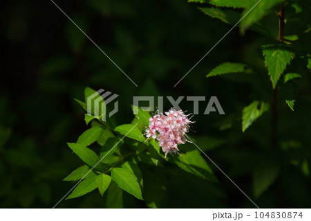 初夏の植物園 プラントピア 初夏の植物園 プラントピア 104830874