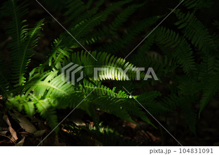 初夏の植物園 プラントピア 初夏の植物園 プラントピア 104831091
