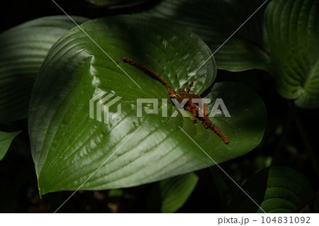 初夏の植物園　プラントピア 104831092