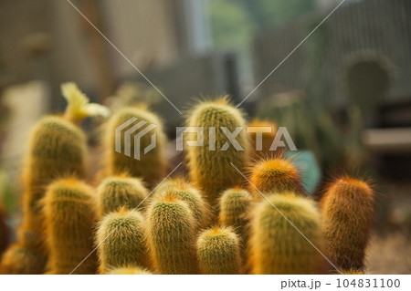 初夏の植物園 プラントピア 初夏の植物園 プラントピア 104831100