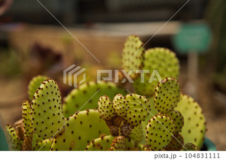 初夏の植物園 プラントピア 初夏の植物園 プラントピア 104831111