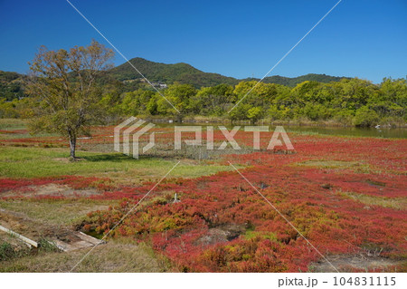快晴の青空と緑の山を背景に赤く紅葉した寄島町アッケシソウ自生地 Ver1 104831115