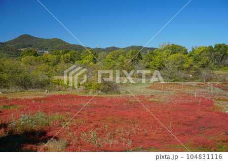 快晴の青空と緑の山を背景に赤く紅葉した寄島町アッケシソウ自生地 Ver2 104831116