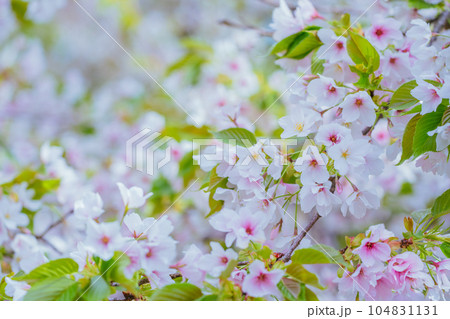 藤岡桜山公園の満開の桜 104831131