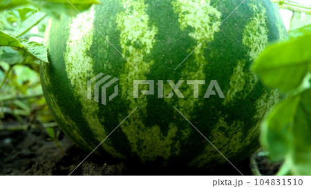 Ripe watermelon lies in the garden. Close-up Ripe watermelon lies in the garden. Close-up 104831510