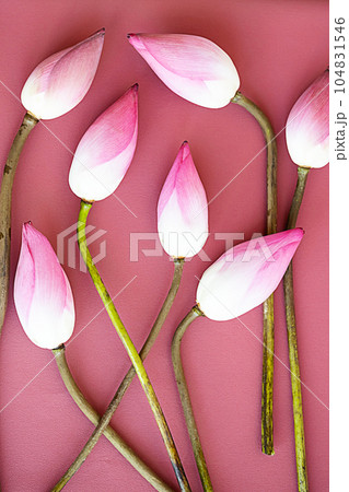 Lotos flowers bouquet. Monochrome floral pattern. Lotos flowers bouquet. Monochrome floral pattern. 104831546