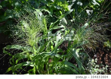 パニカム　スモークグラスの穂が立った地植え株 104831604
