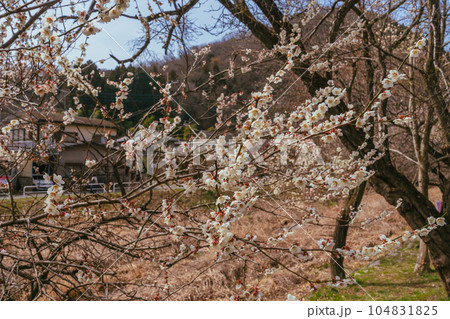 高尾梅郷の満開の梅の花 104831825