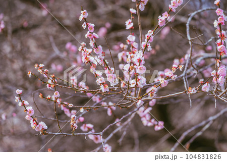 高尾梅郷の満開の梅の花 104831826